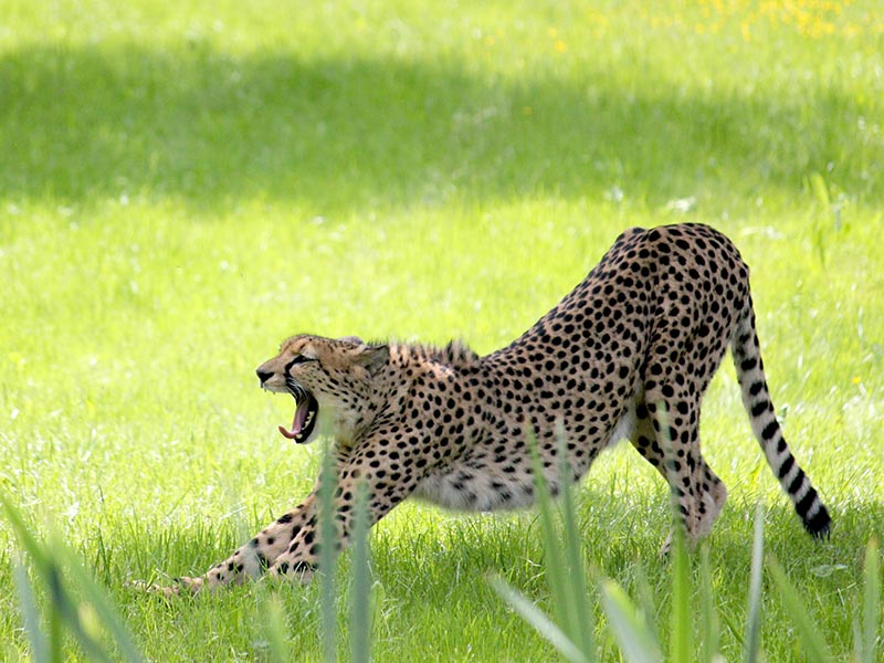 Gepard © Tierwelt Herberstein | Tierwelt Herberstein 
